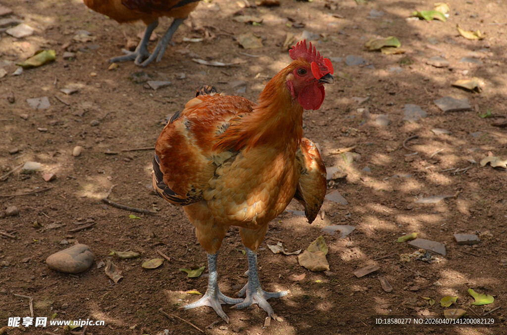 田园中站立的漂亮公鸡