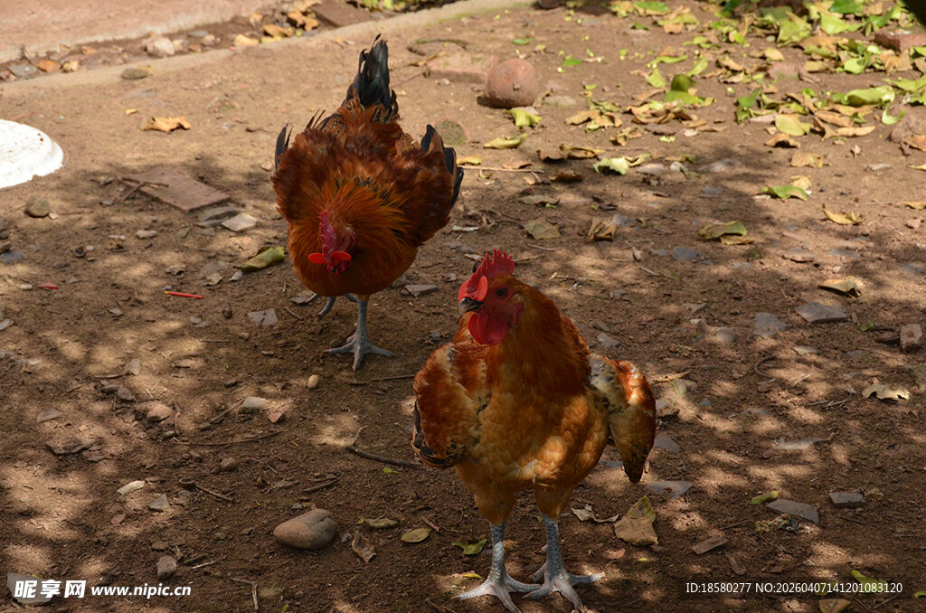 户外两只色彩鲜艳的鸡