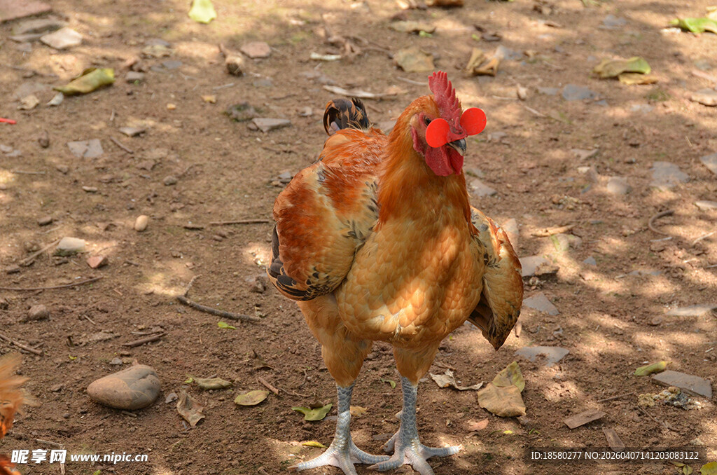 户外站立的健壮公鸡