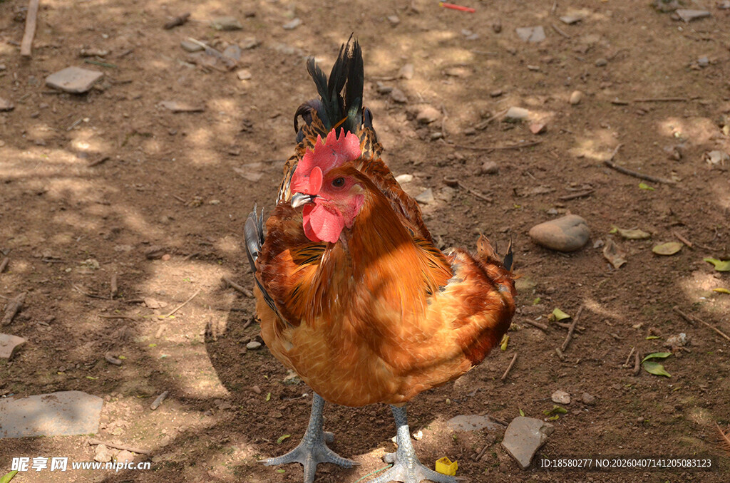 站立的公鸡