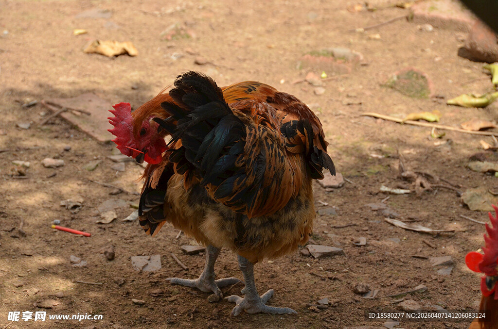 昂首挺立的威武大公鸡
