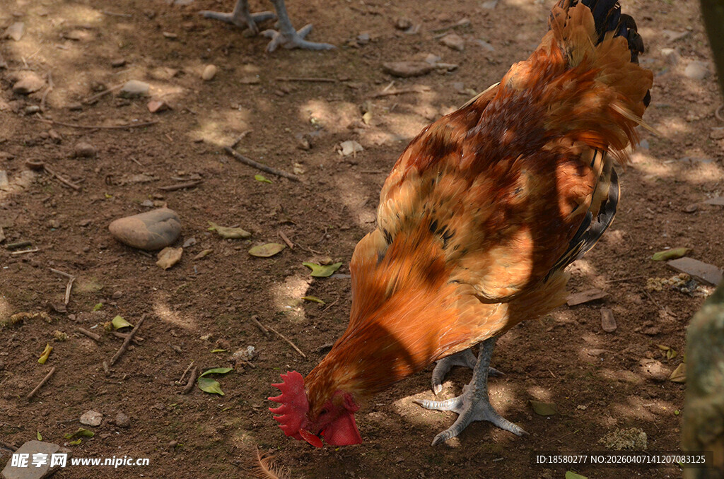 觅食的公鸡