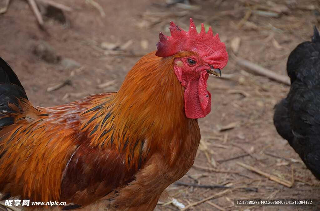色彩艳丽的雄鸡