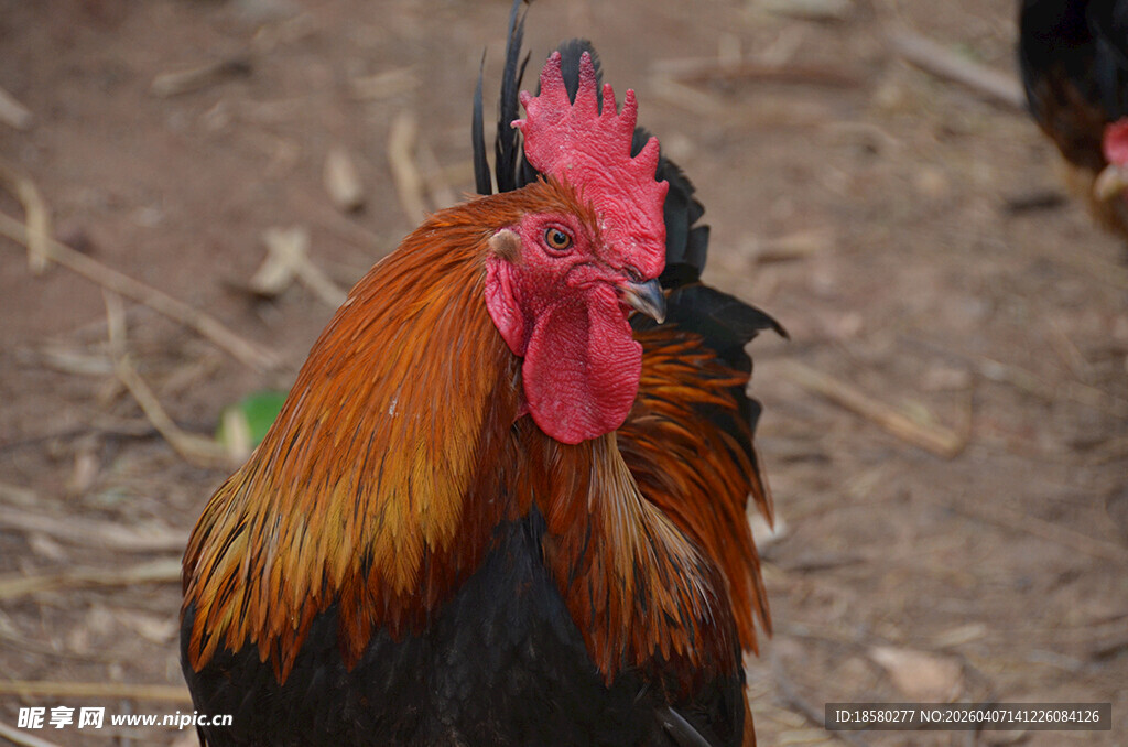 昂首挺立的公鸡