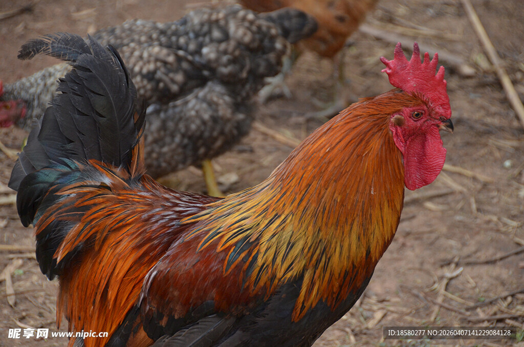 多彩公鸡与群鸡同框