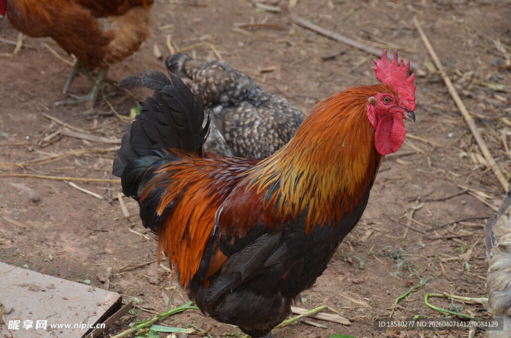 庭院中色彩艳丽的大公鸡