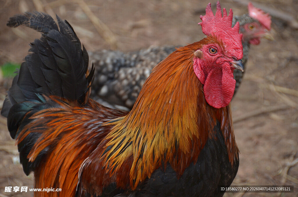 昂首挺胸的艳丽大公鸡