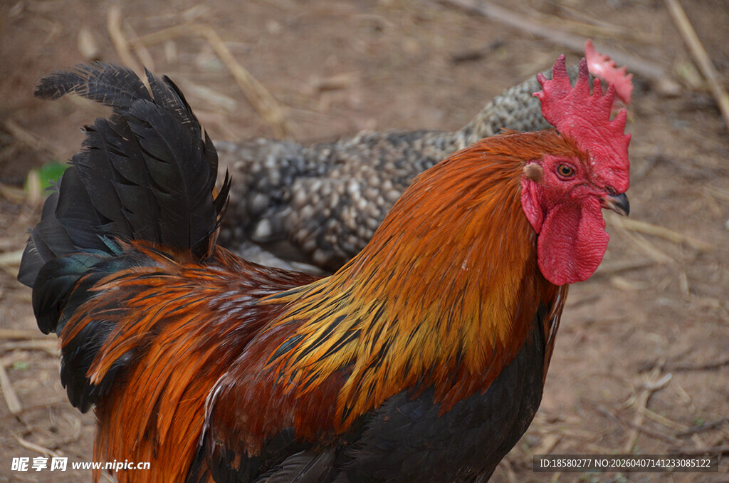 色彩艳丽的公鸡与母鸡