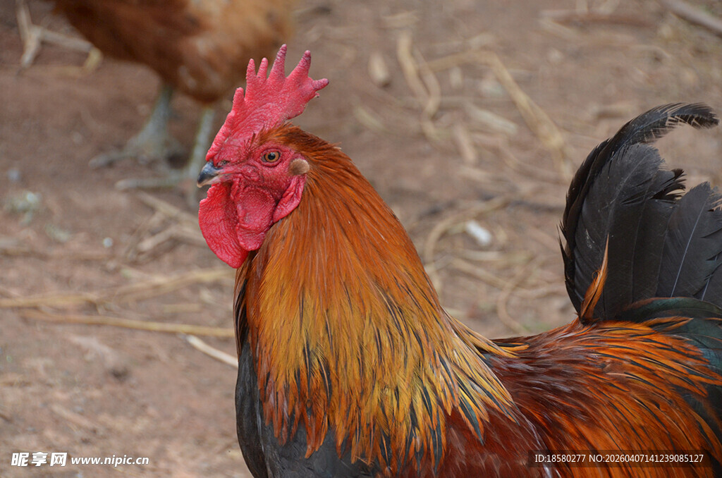 色彩艳丽的公鸡特写