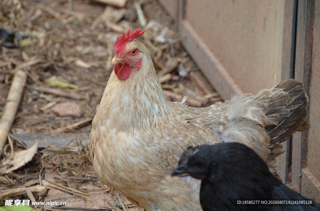 院子里的鸡和黑鸟