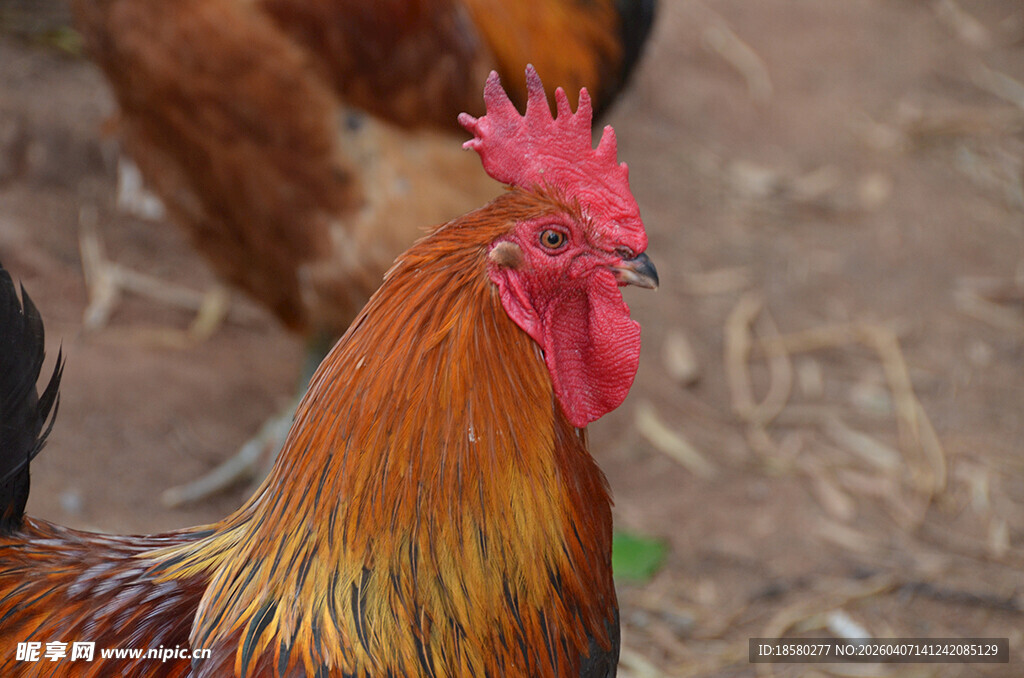 色彩艳丽的大公鸡