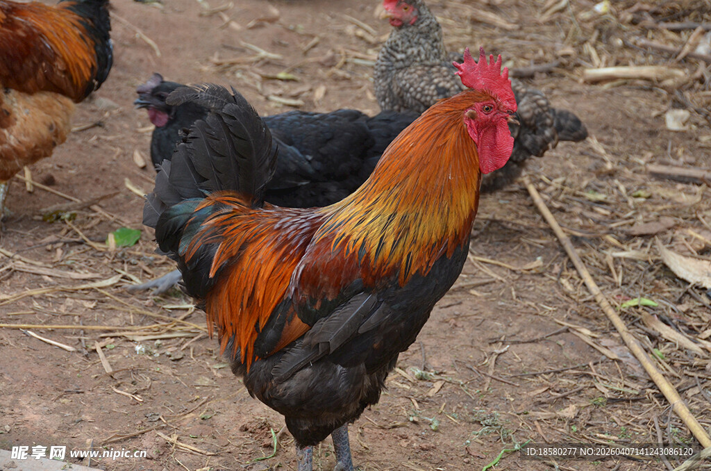 多彩公鸡立于地面