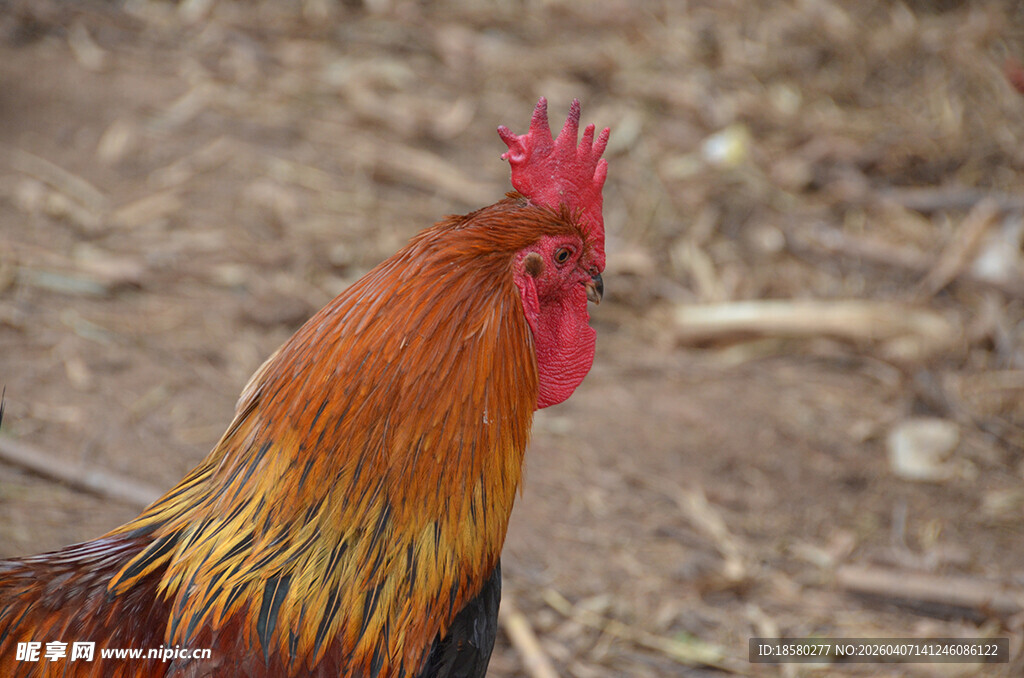 昂首的红公鸡