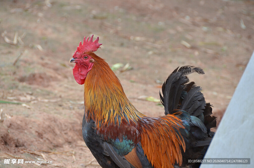 昂首挺立的美丽公鸡