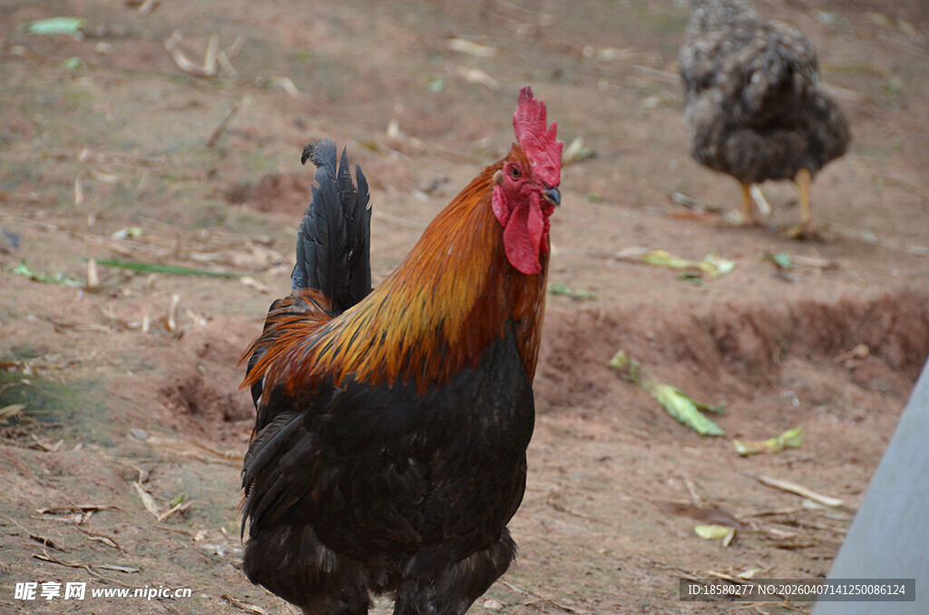 昂首挺立的公鸡
