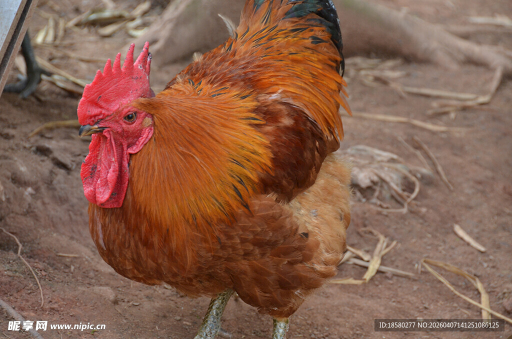 昂首挺立的红公鸡