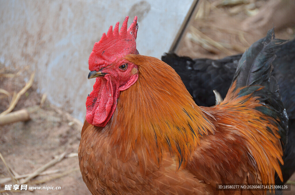 昂首挺立的美丽大公鸡