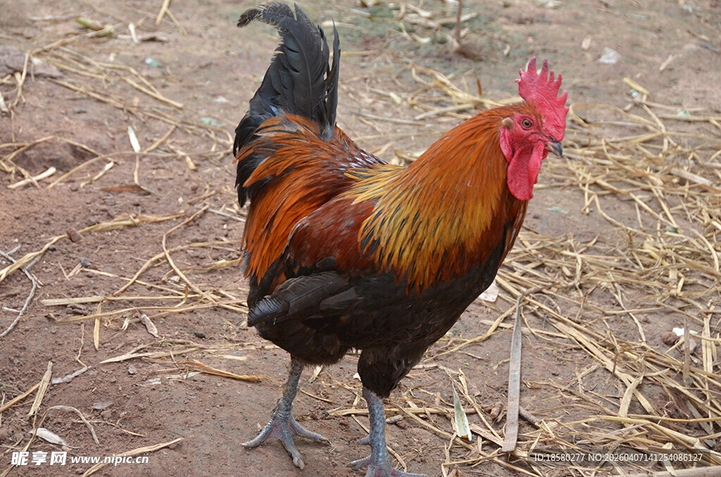 昂首挺立的美丽大公鸡