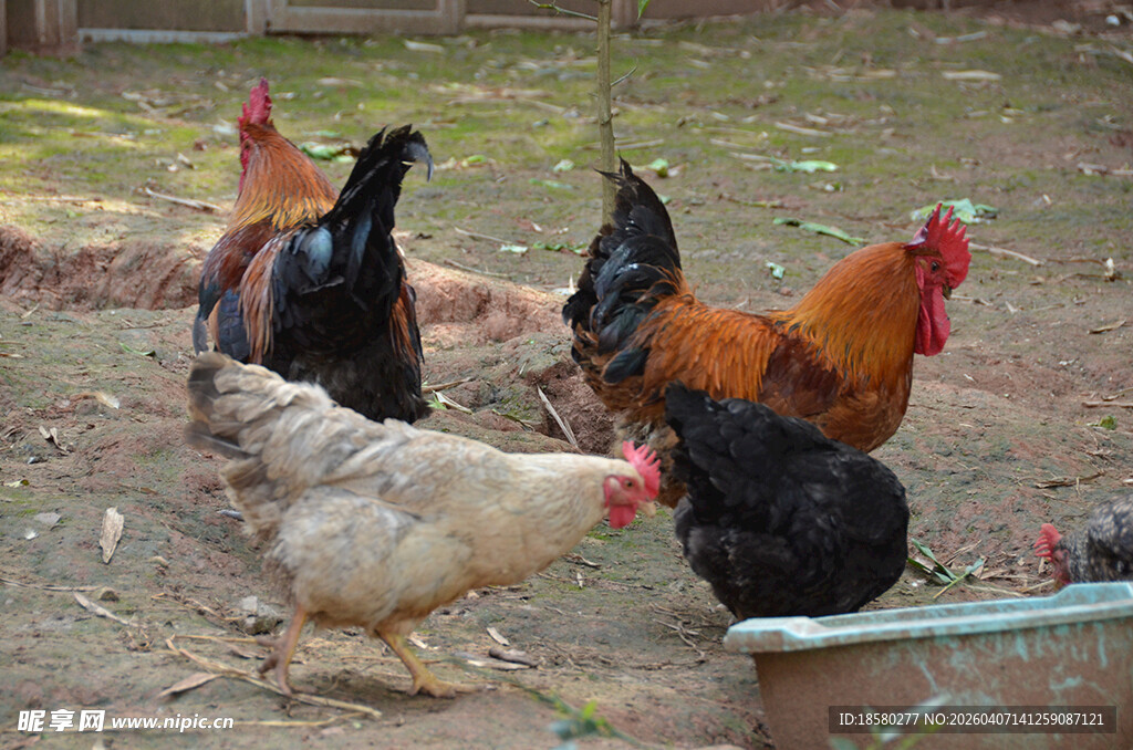 庭院中漫步的多彩鸡群