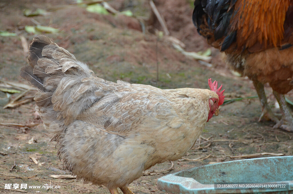 庭院中觅食的灰褐色母鸡