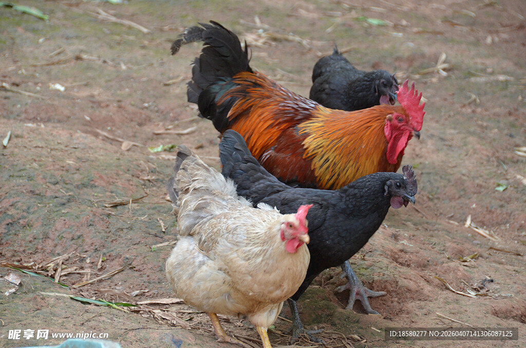 一群鸡在户外觅食