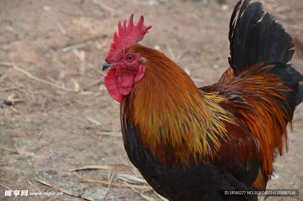 昂首挺立的美丽大公鸡