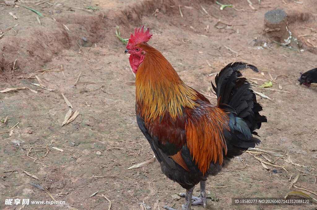 昂首挺立的五彩大公鸡