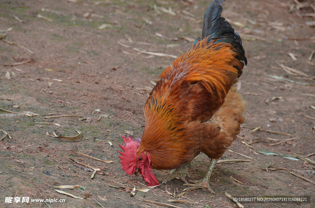 觅食的公鸡