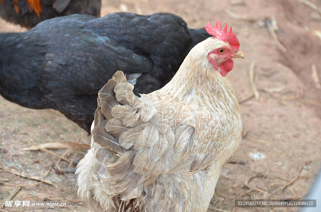 鸡群在地面休憩