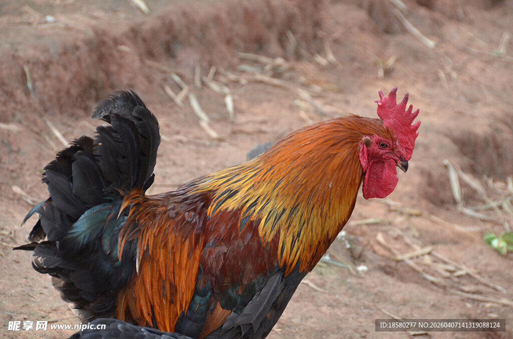 色彩斑斓的公鸡