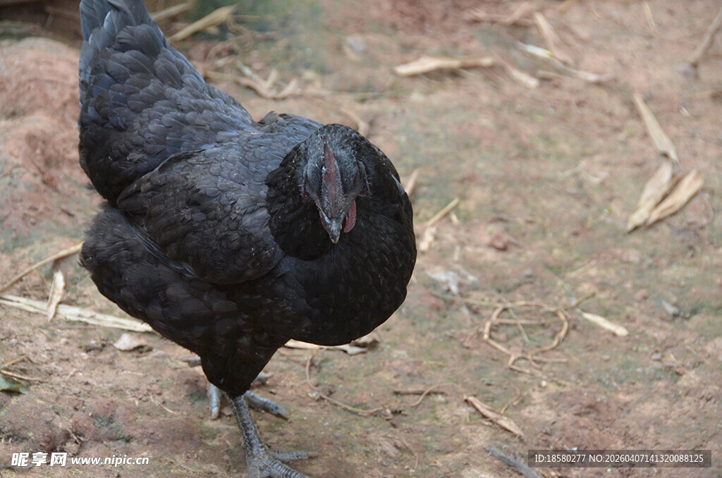 黑羽鸡在地面行走