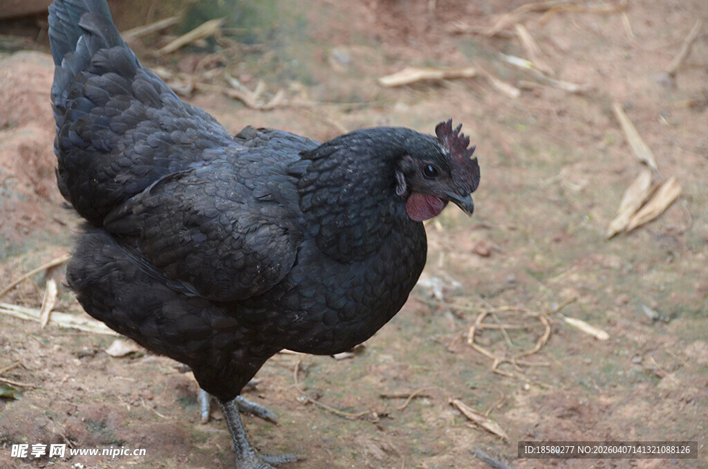 黑鸡于地面悠然踱步