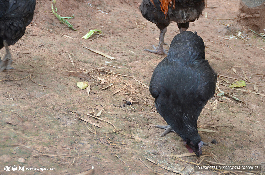 地上觅食的几只黑色家鸡