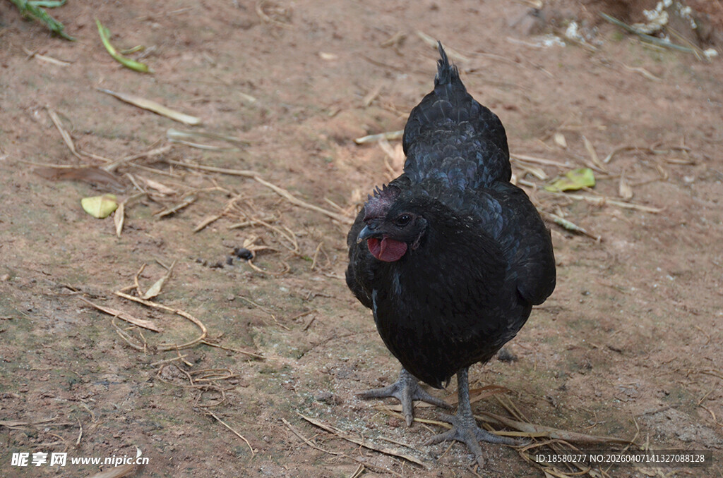黑鸡在地面行走