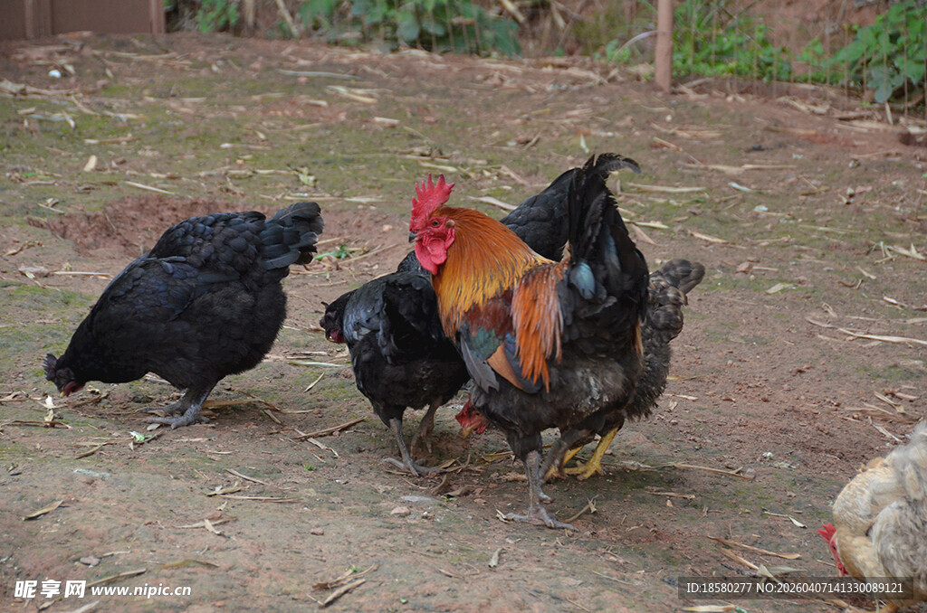 院子里的几只鸡