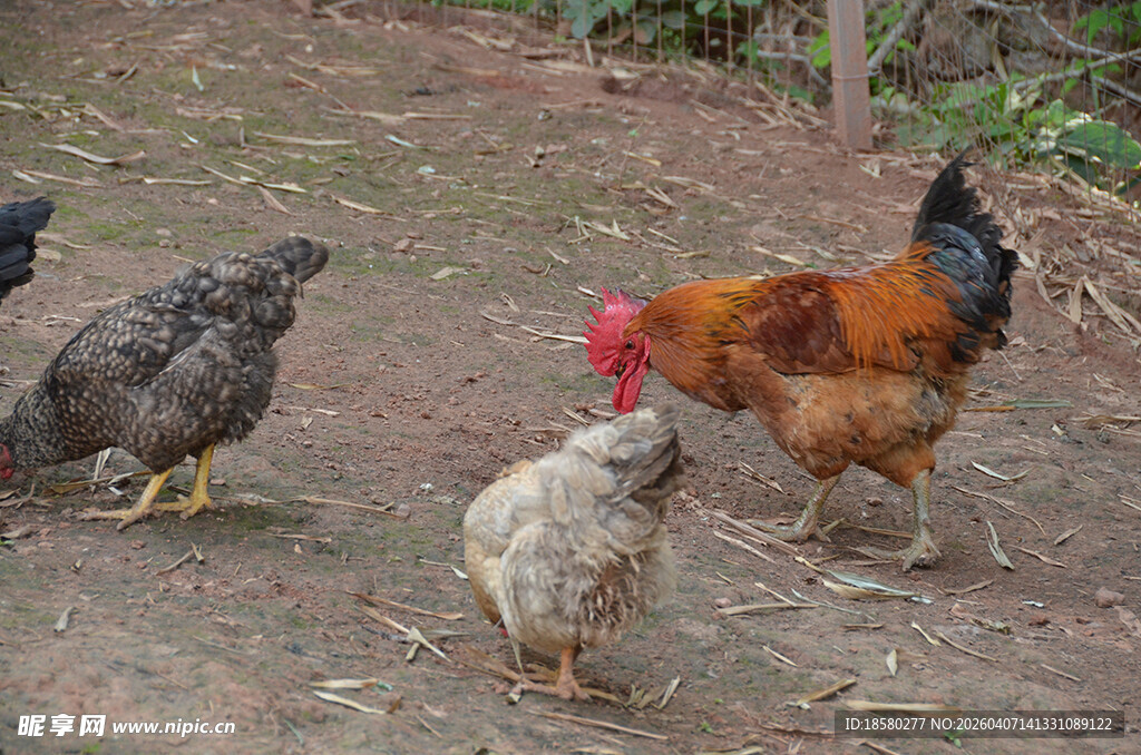 院子里的几只鸡