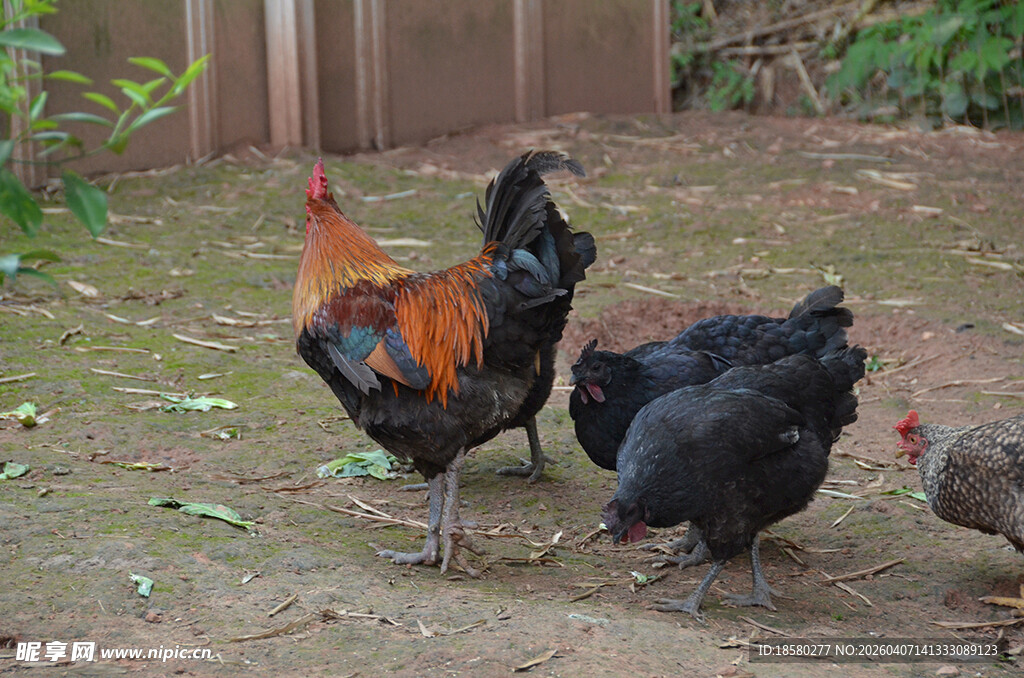 庭院中漫步的多彩鸡群