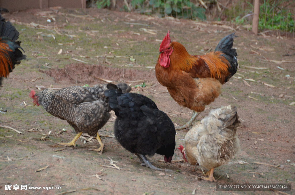 农家小院里的多彩鸡群