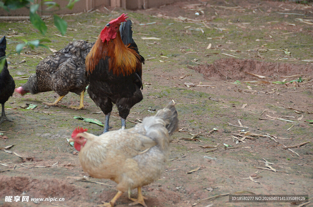庭院中的几只鸡