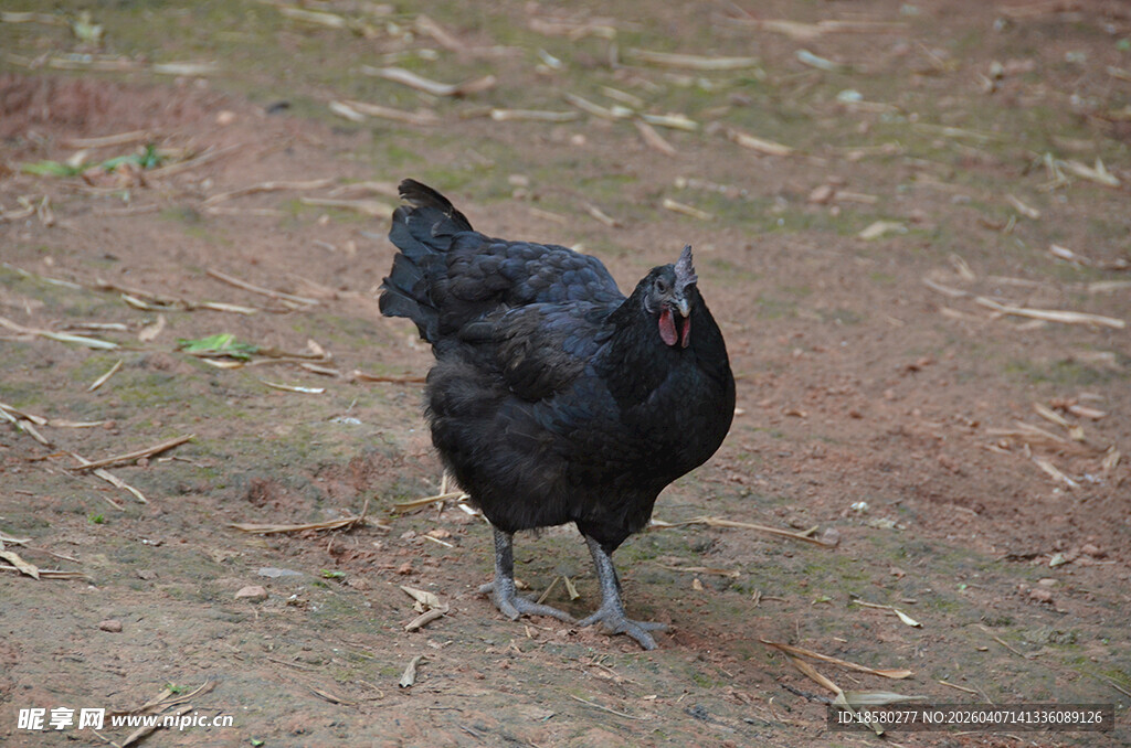 黑鸡在地面上行走