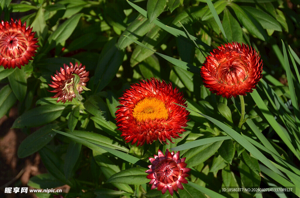鲜艳麦秆菊红花绽放于绿叶间