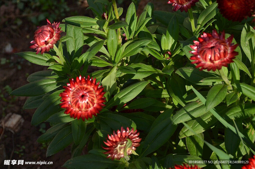 鲜艳红花麦秆菊绽放绿叶间
