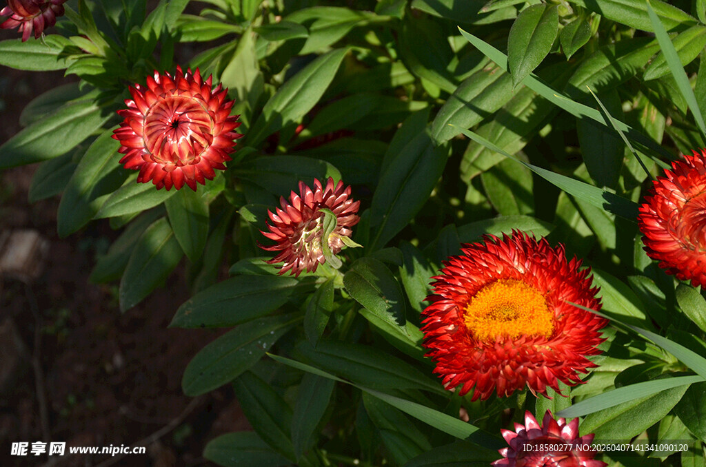 鲜艳夺目红色花朵麦秆菊绽放