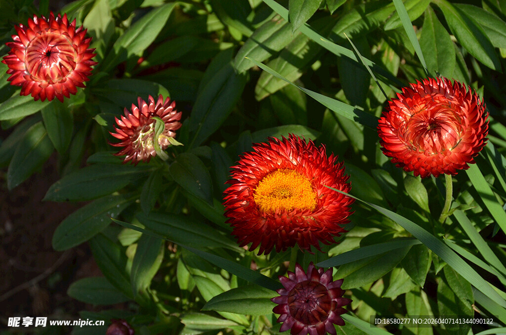 鲜艳花朵麦秆菊绽放于绿叶间