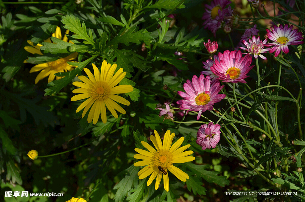 多彩花卉麦秆菊绽放于绿意间