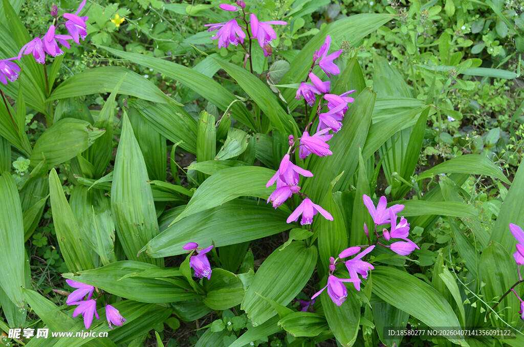紫色白及白芨绽放的美丽野花