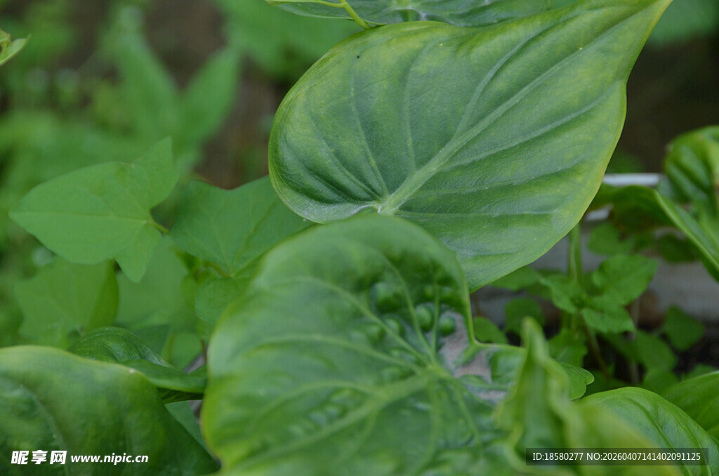 翠绿心形叶片植物特写