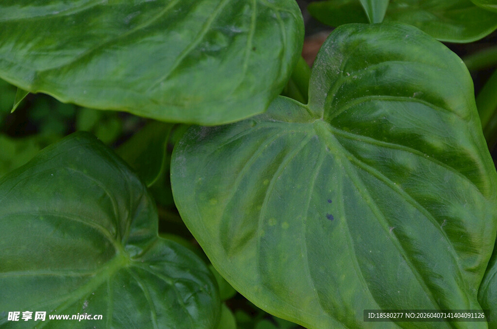 翠绿波纹叶片特写