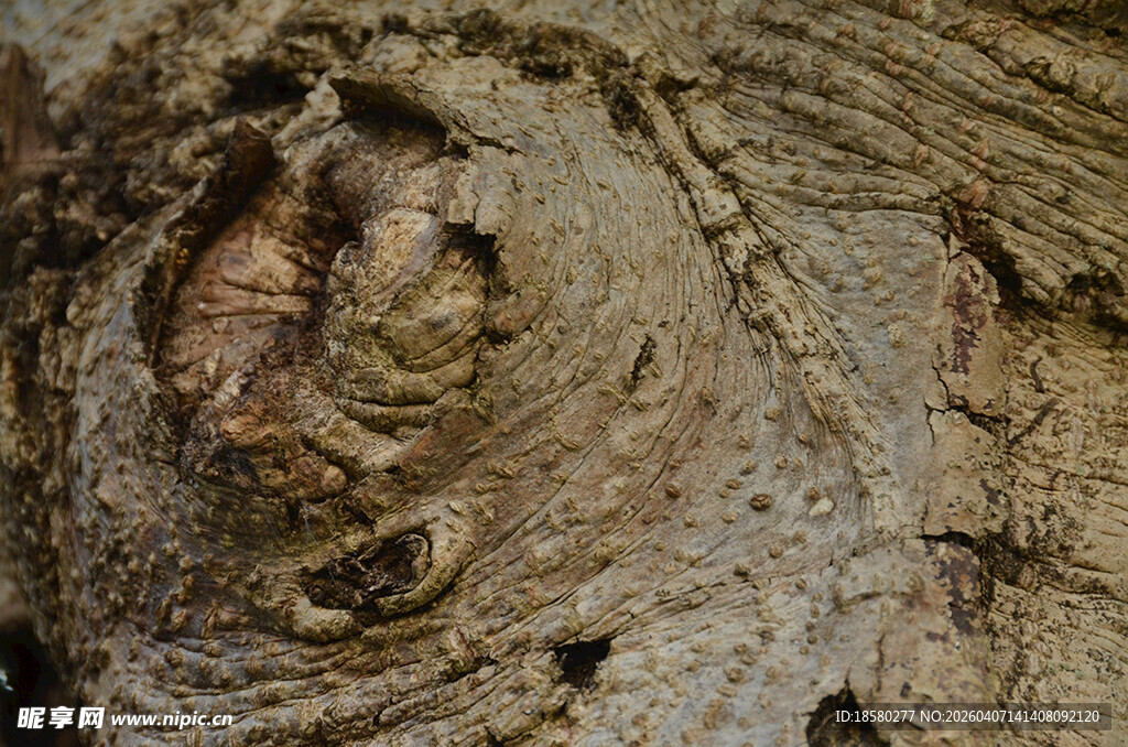 树皮纹理特写