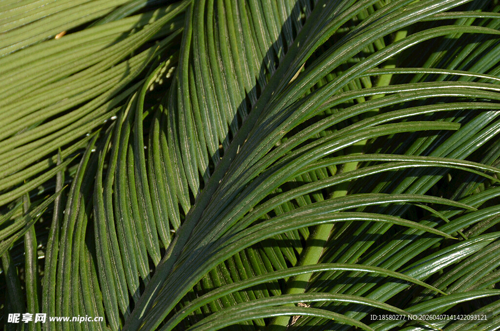 翠绿棕榈叶特写